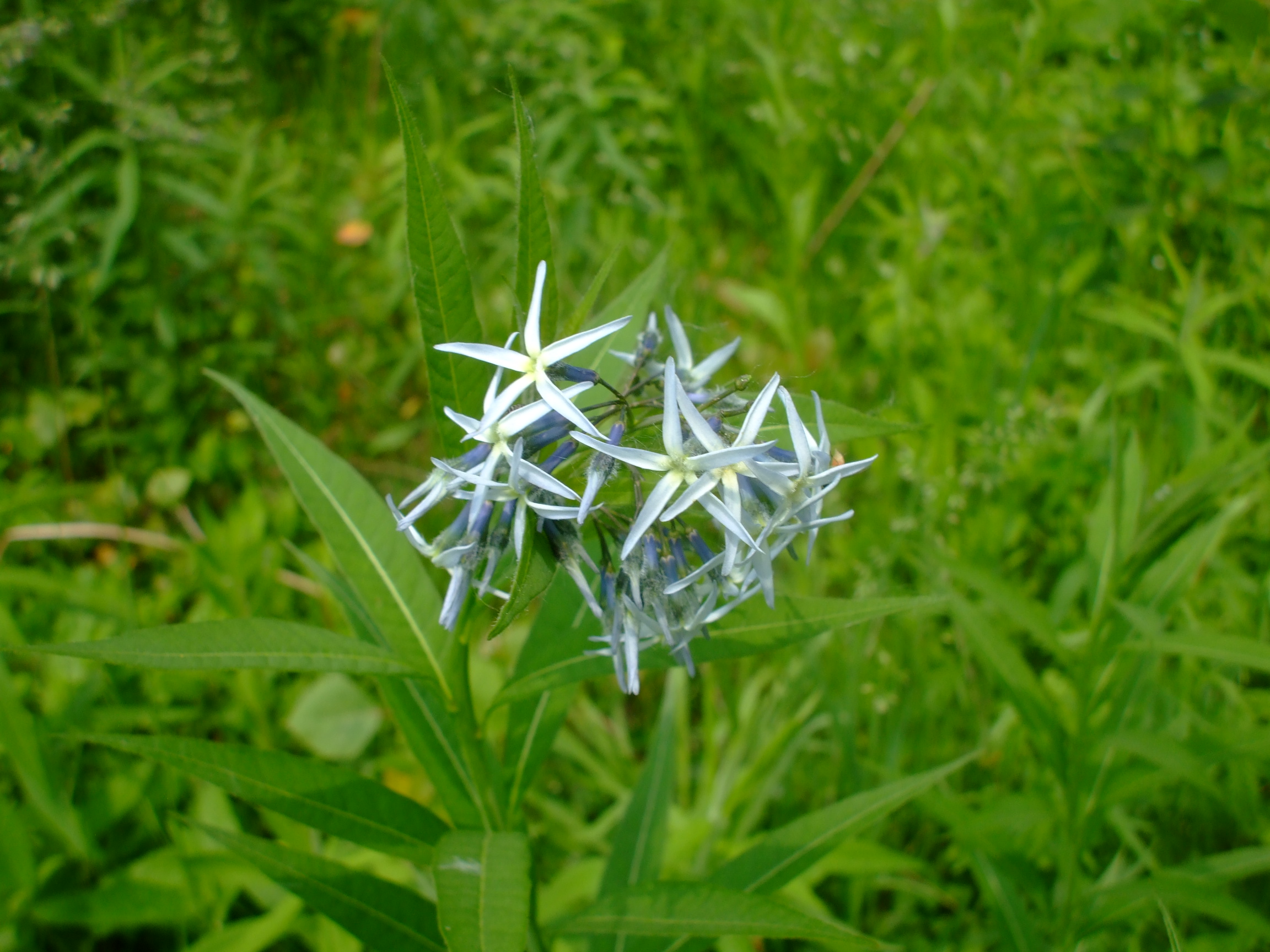 Amsonia tabernaemontana